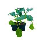 Chou brocoli Koros : barquette de 6 plants